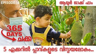 5 ഏക്കറിൽ പ്ലാവ്കളുടെ വിസ്മയലോകം തൃശ്ശൂരിൽ |Ayur jack farm Visit | Episode 16 | The kitchen partners