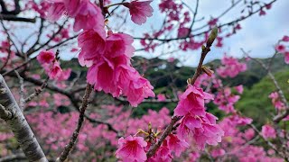 【沖縄観光🌸花見】🇯🇵八重岳桜の森公園