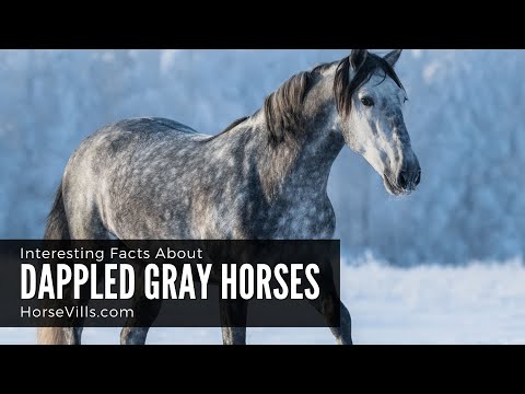 What is a GREY horse called?