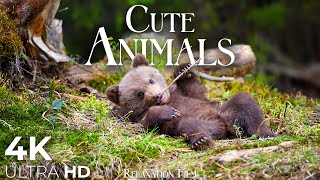 Cute Baby Animals 4K 🐻 from Around The World with Peaceful Relaxing Music - 4K Video UltraHD