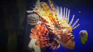 Most Beautiful Freshwater Fish for Aquarium | LOU Cruzada