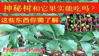 叢立孔雀椰子( 鱼尾葵)作用。Caryota mitis uses. Manfaat Pokok Dudar。