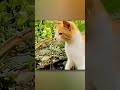 Why do cats 🐈 win to snakes 🐍 #trending #trendingshorts #viral