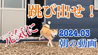 ドッグスクール　ユナイテッド☆朝の跳び出し動画2024.03月