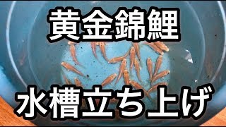 錦鯉 山吹黄金 水槽 立ち上げ