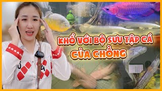 Khổ với bộ sưu tập cá khủng của chồng: huyết rồng, cá sấu bạch tạng, cá lóc hoàng đế,...