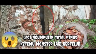 KAGET Apa ada yang tau itu telur MONSTER apa?