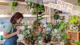 【植物屋さんの観葉植物お世話ルーティン】《NOKO'sちゃんねる》《ノコズ》