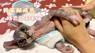 无毛猫确定不是狗子的后代？养了三天颠覆了我对猫咪的所有认知