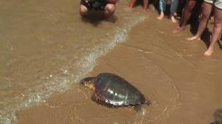 Licata. Spiaggia di Marianello. Caretta caretta