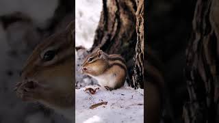 Hungry chipmunk after hibernation