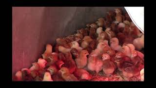 Biosecurity in the Brooder