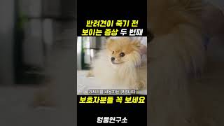 강아지가 떠나기 전에 보이는 증상이니 보호자 분들은 꼭 보세요