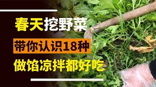 春天挖野菜，带你了解18种不同的野菜，做馅或凉拌都非常好吃