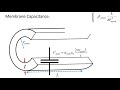 PHYS 142 Passive Spread Along an Axon