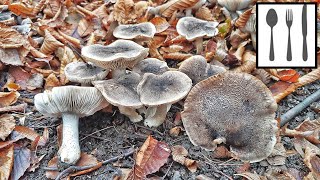 Gąska czarnołuskowa (Tricholoma atrosquamosum)