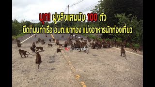 บุก! ฝูงลิงแสมนับ 100 ตัว ยึดถนนท่าเรือ อบต.เขาทอง แย่งอาหารนักท่องเที่ยว