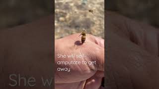 Ouch! Honey bee gets stuck to my hand #shorts