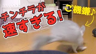 部屋んぽでご機嫌なチンチラのダッシュが速い！！Chinchillas who take a walk have their feet fast!