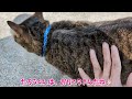 【衝撃】100円と鳴く猫さん！めっちゃビックリしちゃいます！？