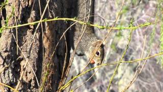 Planet Boston: Eastern Gray Squirrel