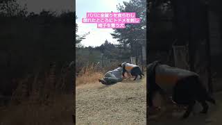 主人の急所を狙う犬　dogs kick #shorts #犬 #dog