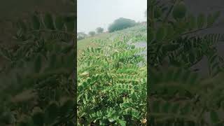 #viralvideo #ખેતી #ઘઉં #trending #ખેડૂત #farming #વાડી #ખેડૂતપુત્ર #ખેડૂતો