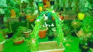 जेड plants की ऐसी टोपियारी आज तक youtube में नहीं देखी होगी गारंटी है|#maacreativekitchengarden