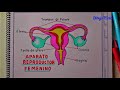 Como dibujar el APARATO REPRODUCTOR FEMENINO muy fácil