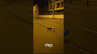 Un gatito con su globo #humor #viralvideo