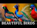 10 of the Most Beautiful Birds in the World You Need to See to Believe!