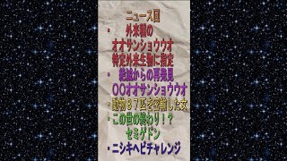 【ニュース回】『外来種のオオサンショウウオ 特定外来生物に指定』『絶滅からの再発見 ◯◯オオサンショウウオ』『動物87匹を密輸した女』『この世の終わり セミゲドン』『ニシキヘビチャレンジ』【生物】