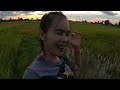 สาวลาวใส่เบ็ดปลาในนาข้าวยามแลงอยู่ สปปลาว🇱🇦 ໃສ່ເບັດປາໃນນາເຂົ້າ ดรีมสาวลาว