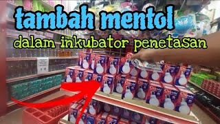 [Episod1349] banyak telur tak menjadi anak. tambah mentol dalam inkubator DIY bagi suhu stabil.