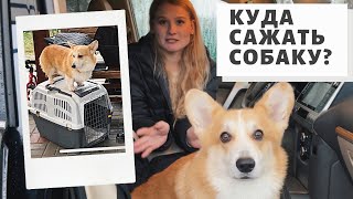 Как возить собаку в машине? Гамаки, автокресла, клетки для собак.