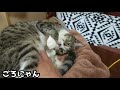 お腹なでなでにごろにゃんしてしまう猫