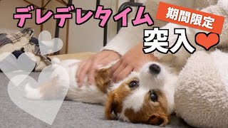 普段ツンデレな兄犬の1日数分限定デレデレタイム｜可愛いお尻/ジャックラッセルテリア