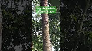 আপনার এলাকায় এটাকে কি বলে। #shortsfails #shortsvideo #trending #failsvideo