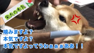 【柴犬】噛むか！噛まれるか！？切れても噛まない柴犬の本気【shiba inu】※クイズ超難問はcome！