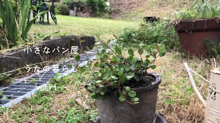 掃除とおやつと植物植え替え