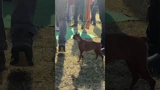 अरे यह Dog देखो 😱😨 Miniature Pinscher #shorts  #trending #short #dog