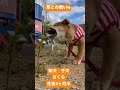 柴犬　生後2ヶ月半😍やんちゃ盛り💦