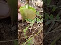 grafting se anjeer kaise ugaye fruitgrowing grafting cuttingskills