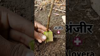 grafting se anjeer kaise ugaye #fruitgrowing #grafting #cuttingskills