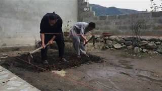 Planting Korean Grass | 1 Day Timelapse