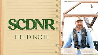 SCDNR Field Notes: Trawling the Tides of Charleston