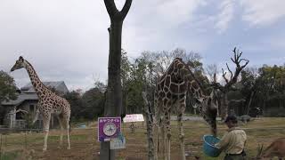 サバンナエリア (天王寺動物園) 2019年3月31日