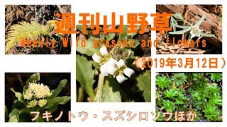 週刊山野草（Weekly Wild grasses and flowers）Vol 20