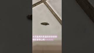 水泥蟲原來是這樣移動的😱為什麼要讓我看到這種鬼東西～～～～～～