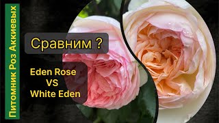 Сравним две плетистые Розы. Невероятные творения Мейланда #rosé #garden #розы #roses